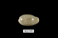 藏品(愛龍寶螺)的圖片